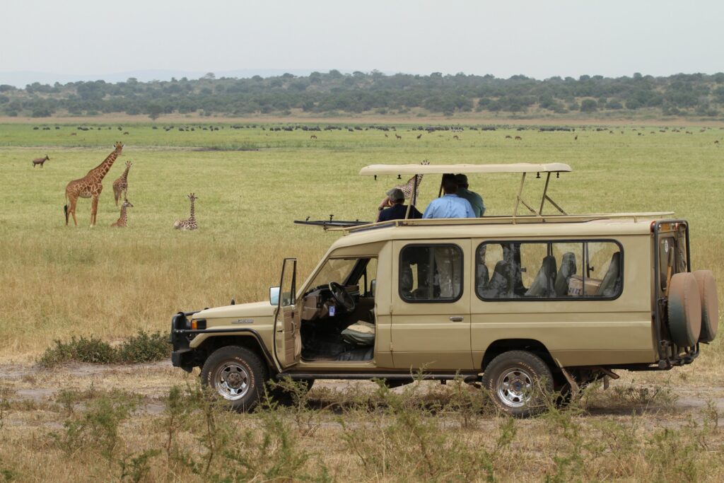 Majestic wildlife at Akagera National Park, Rwanda - Embark on an unforgettable safari adventure in Akagera National Park, where you can spot elephants, lions, zebras, and more